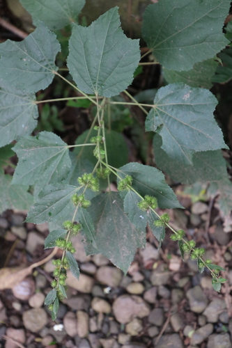 Triumfetta semitriloba observed 2023-12-28