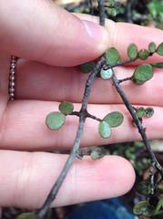 Neomyrtus pedunculata