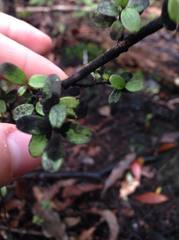 Neomyrtus pedunculata