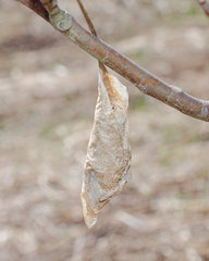 Callosamia promethea