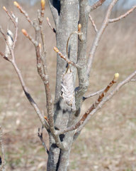 Callosamia promethea