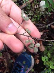 Neomyrtus pedunculata