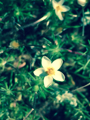 Polemoniaceae