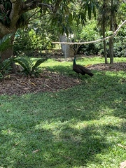 Pavo cristatus × muticus