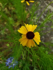 Helenium amarum badium