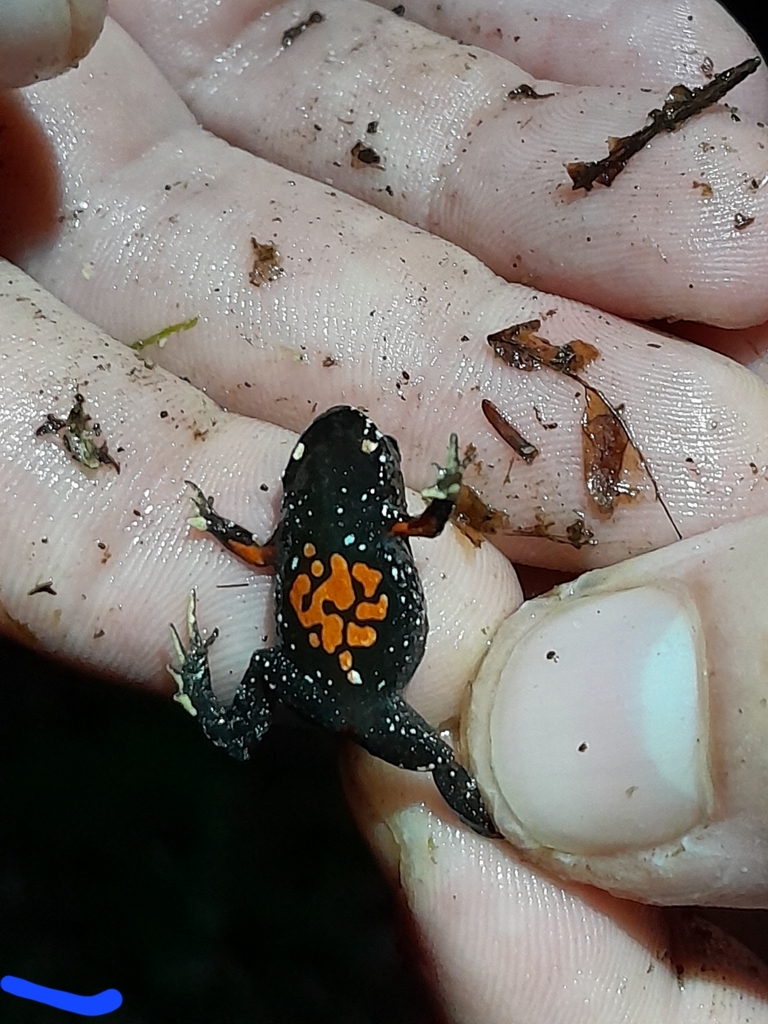 Azul Rapids Frog