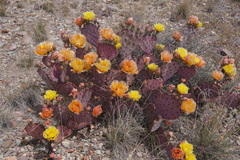 Opuntia azurea