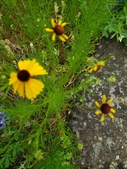 Helenium amarum badium