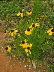 Helenium amarum badium