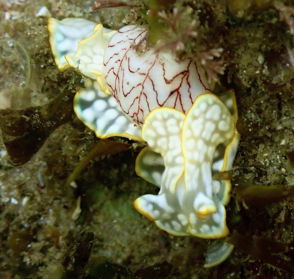 Micromelo scriptus from Tasman Sea, Sandy Beach, NSW, AU on January 21