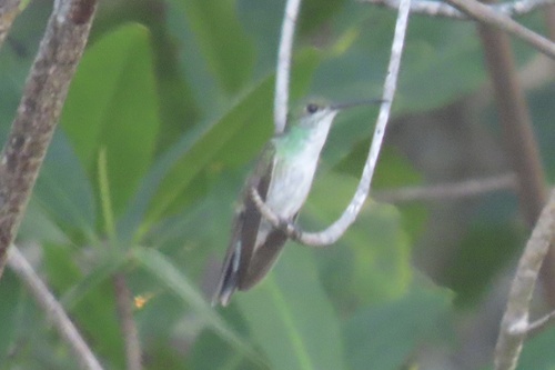 Mangrove Hummingbird (Chrysuronia boucardi), photo 4