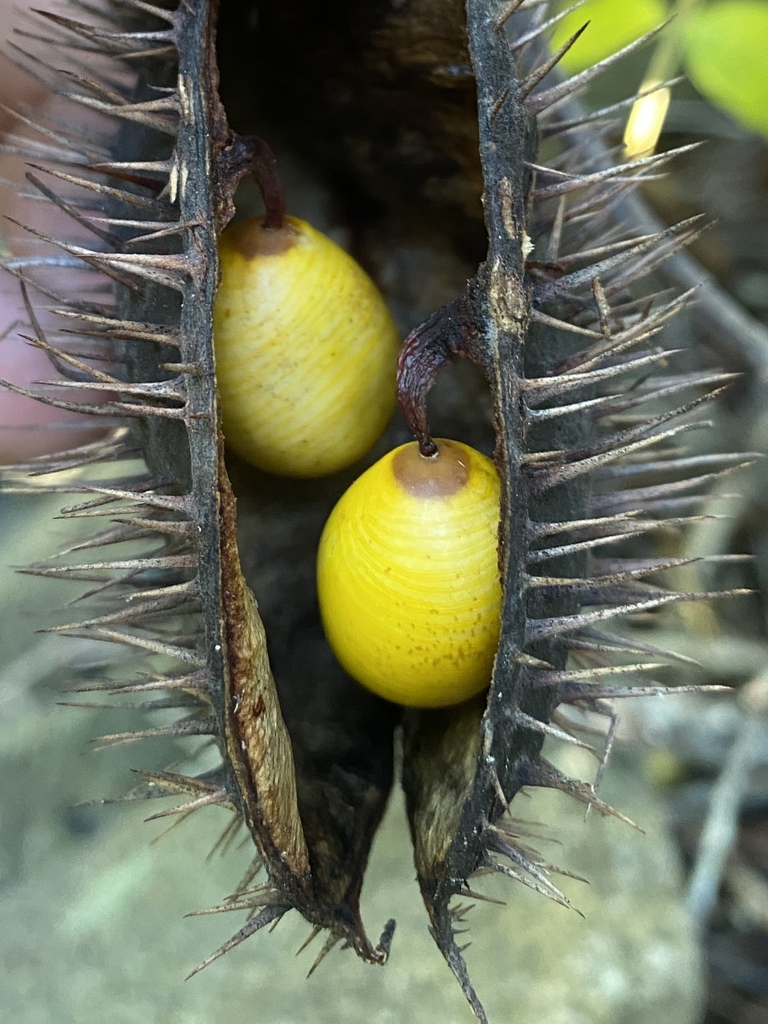 Guilandina major