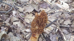 Morchella