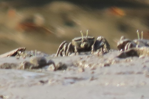 Uca ornata