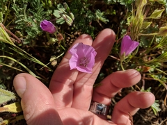 Eremalche parryi kernensis