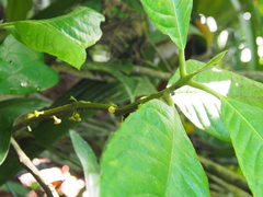 Siparuna pauciflora