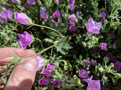 Eremalche parryi kernensis