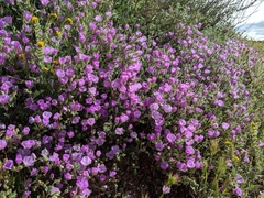 Eremalche parryi kernensis