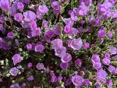 Eremalche parryi kernensis