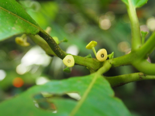 Siparuna pauciflora (Siparuna pauciflora)