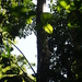 Philodendron rothschuhianum - Photo (c) Lena Struwe, algunos derechos reservados (CC BY-SA), subido por Lena Struwe