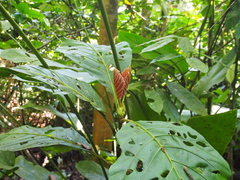 Pentagonia donnell-smithii