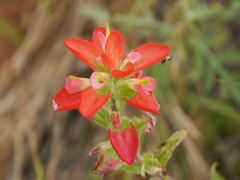 Castilleja indivisa