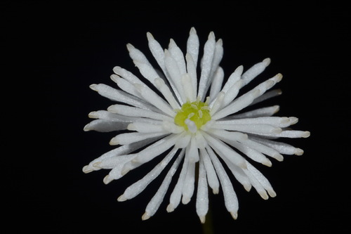 Image of Trautvetteria fonticalcarea by (c) Brian Finzel, some rights reserved (CC BY-SA)