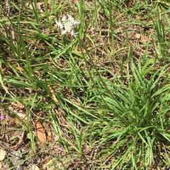 Marshallia caespitosa