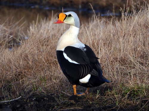 King Eider