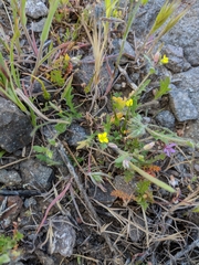 Tropidocarpum gracile