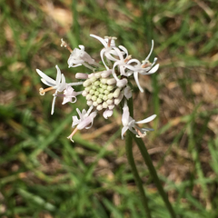 Marshallia caespitosa