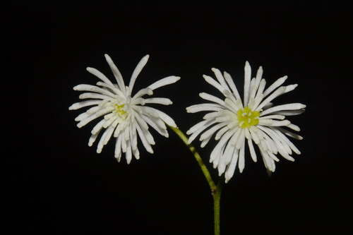 Image of Trautvetteria fonticalcarea by (c) Brian Finzel, some rights reserved (CC BY-SA)