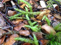 Acrocladium chlamydophyllum