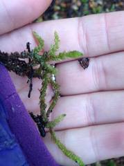 Acrocladium chlamydophyllum