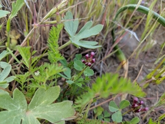 Trifolium gracilentum