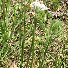 Marshallia caespitosa