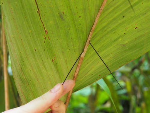 Bactris militaris image