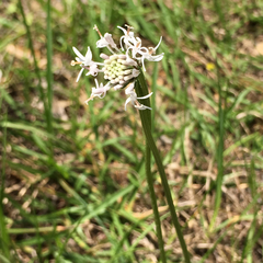 Marshallia caespitosa