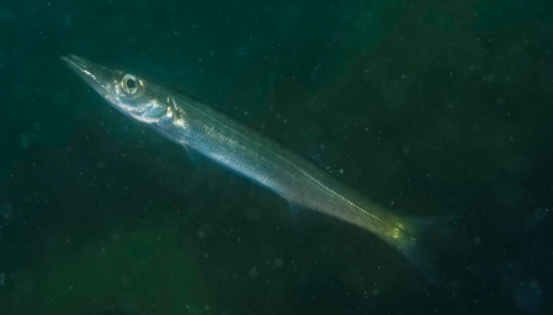 Arrow barracuda (Sphyraena novaehollandiae) — Sphyraenidae