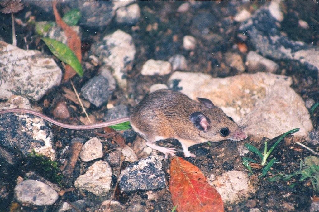 Fulvous Harvest Mouse