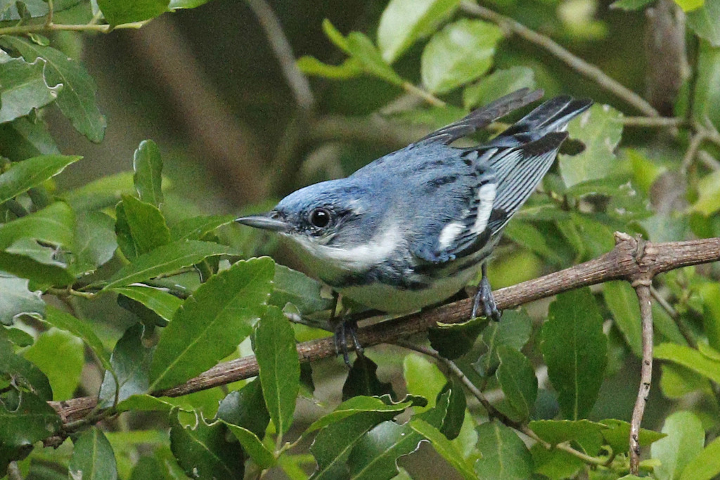 Cerulean Warbler