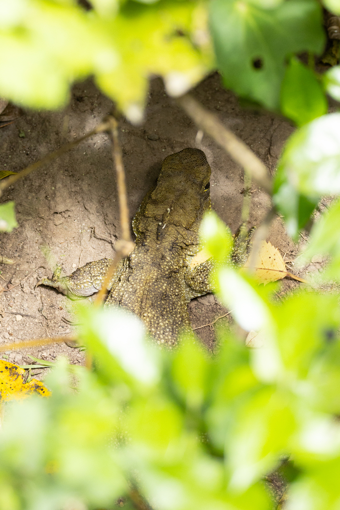 Tuatara In January 2024 By Michael M INaturalist   Large 