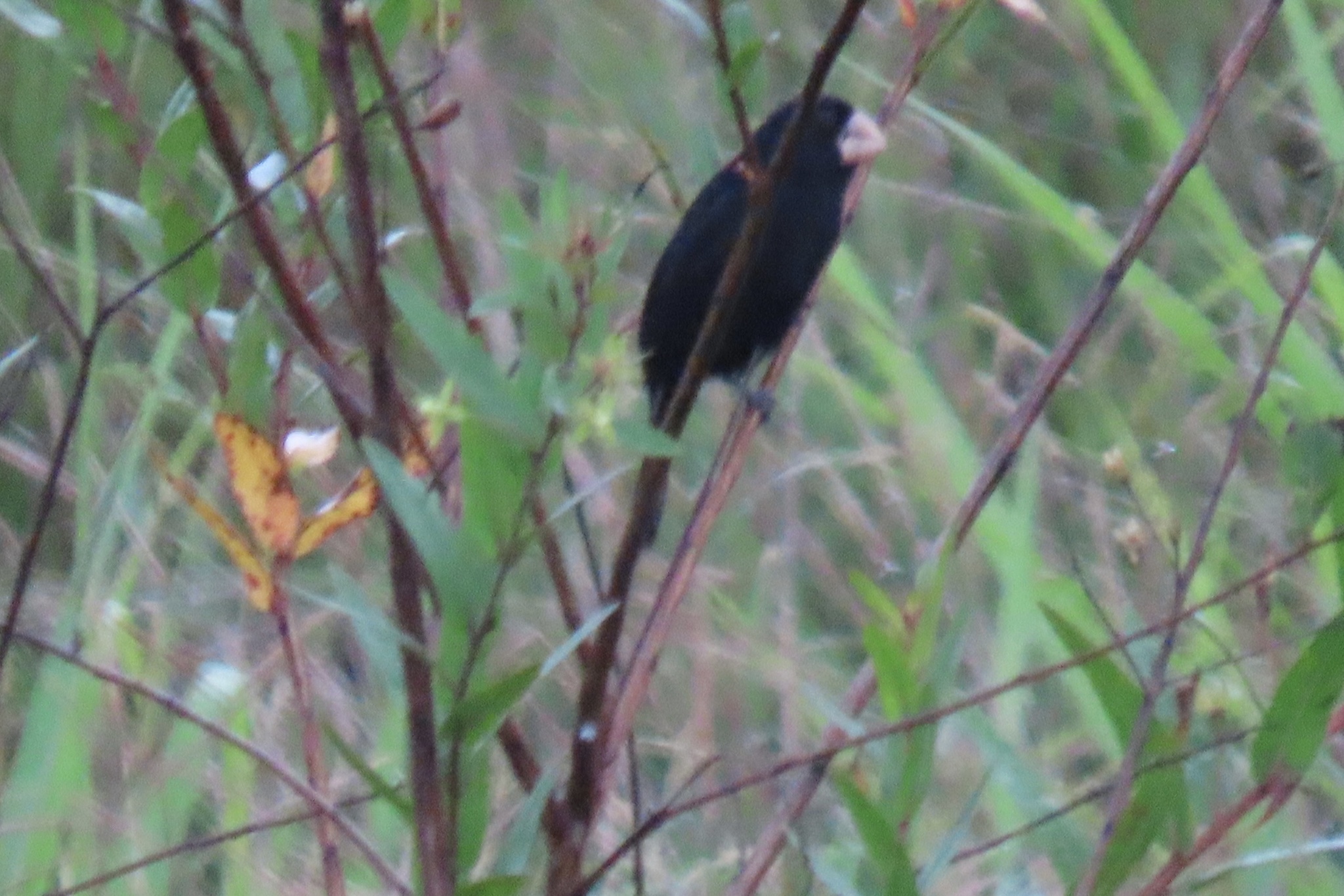 Nicaraguan Seed-Finch illustration