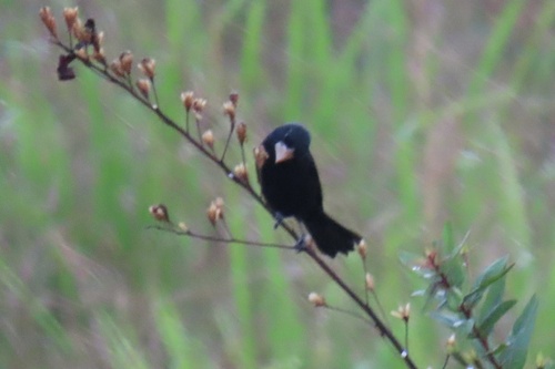 Nicaraguan Seed Finch (Sporophila nuttingi), photo 9
