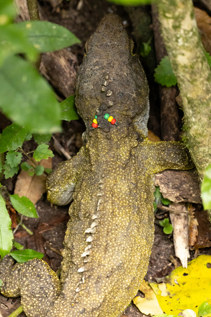 Tuatara In January 2024 By Michael M INaturalist   Large 