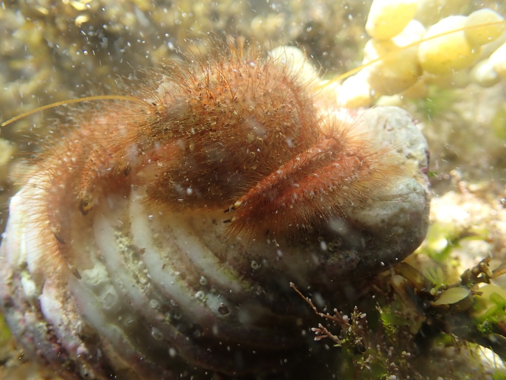 Mauve Eyed Hermit Crab from Low Reef, New South Wales, Australia on ...