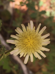 Rafinesquia californica
