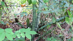 Sansevieria trifasciata