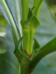 Psychotria grandis